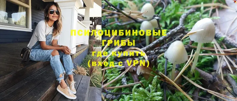 Псилоцибиновые грибы Psilocybe  Пыталово 